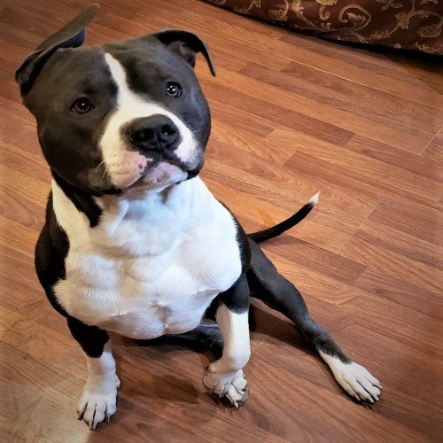 Bruno