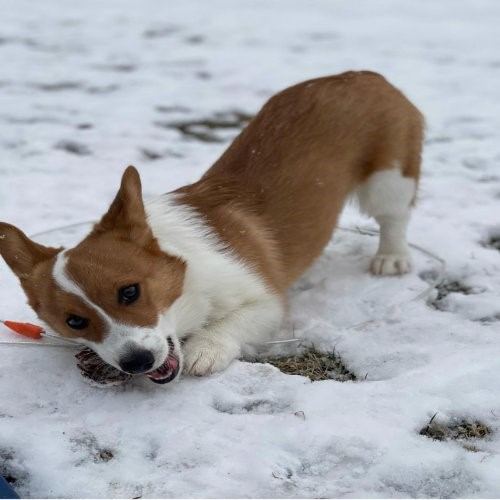 Max