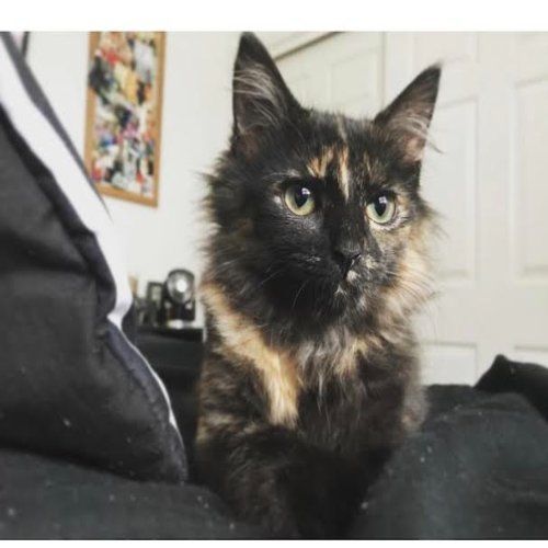 Freya