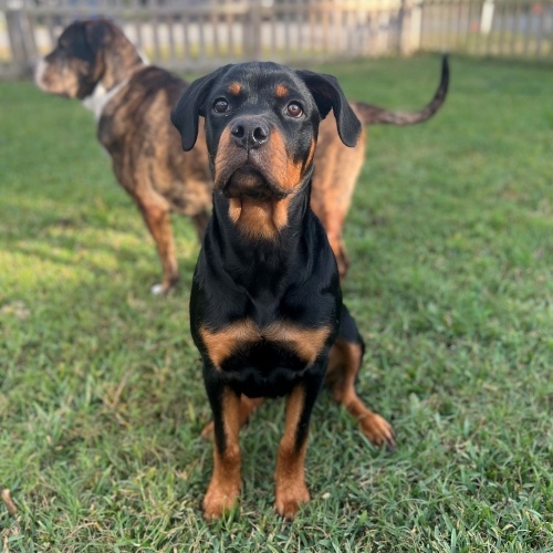 Lucy