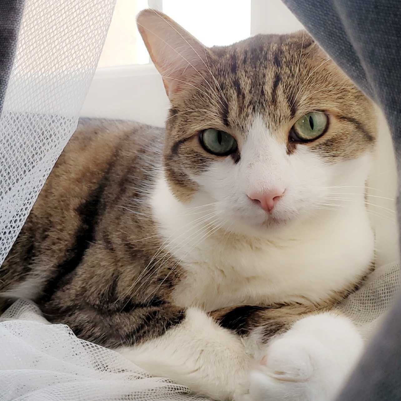 Kiko