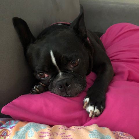 Piper