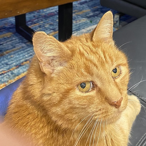 Taz